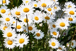 Daisys