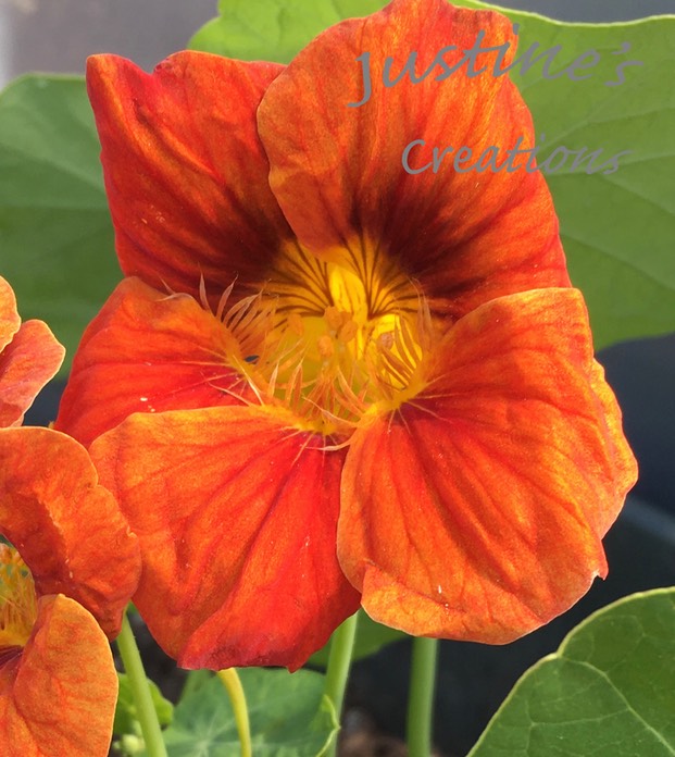 RedNasturtium