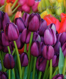 Tulips