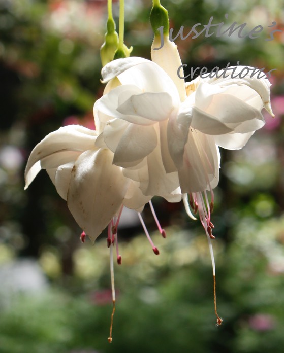 WhiteFuchsia