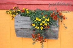 WindowBoxOfParrotBeak